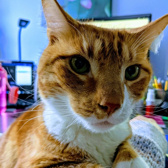 Meet your Posher, Julie - Picture 1 of 1